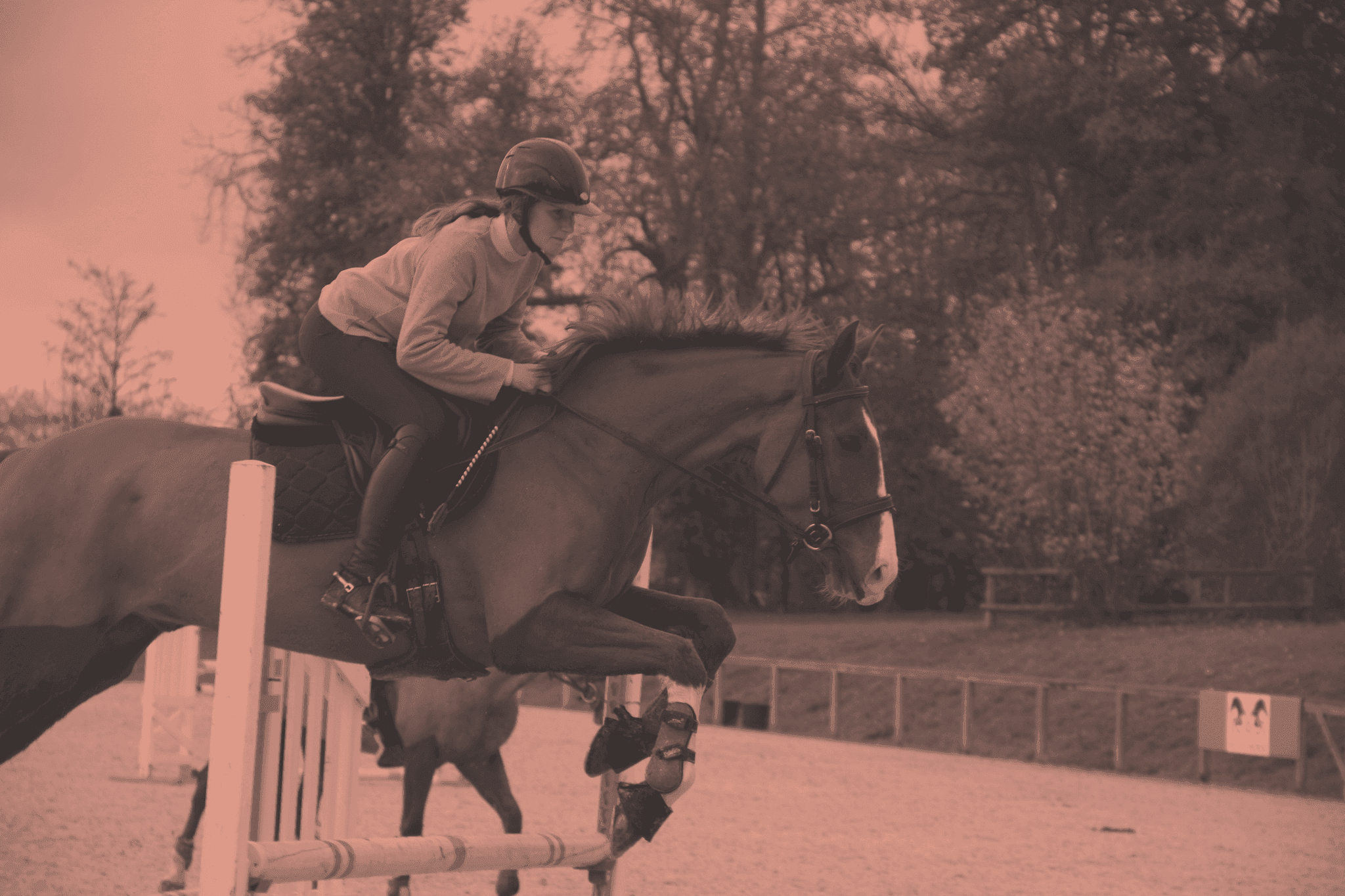 CS Éducation et travail des jeunes équidés